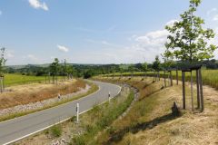 Stieleichen am Höllenweg in Fraureuth