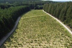 Aufforstung Rothenkirchen