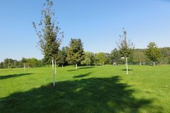 Baumpflanzungen Kurpark Bad Schlema