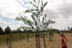 Streuobstwiese Neukirchen